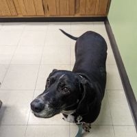 Sutton Animal Hospital ico