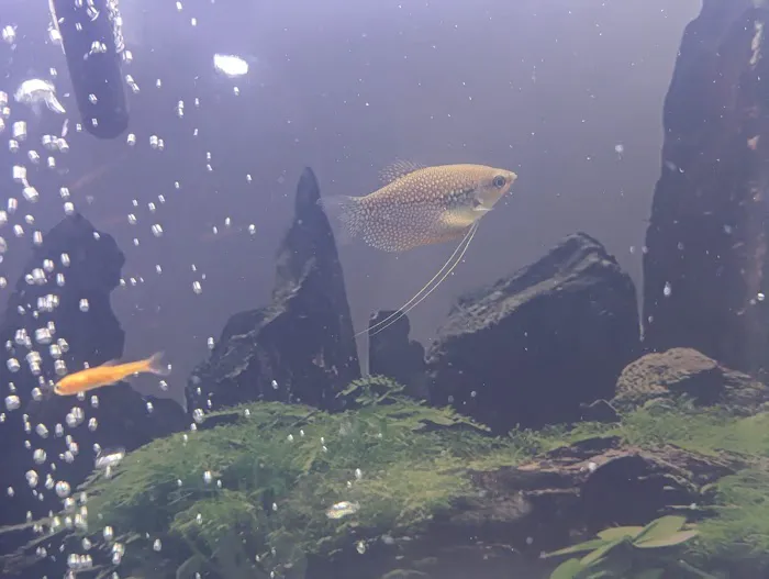 Fantastic Fish Picture 1
