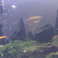 Fantastic Fish ico
