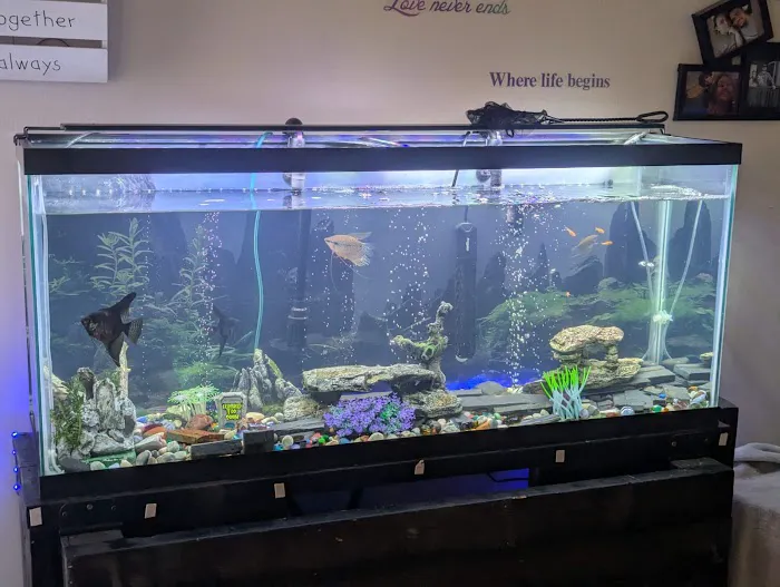 Fantastic Fish Picture 2