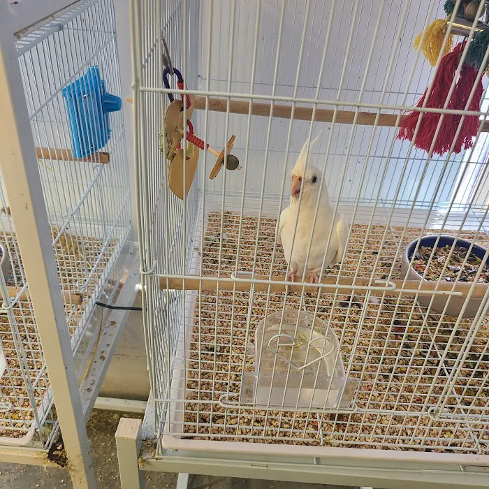 Perky Pets Picture 6