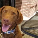 VCA Blackstone Valley Animal Hospital