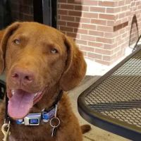 VCA Blackstone Valley Animal Hospital ico
