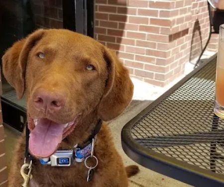 VCA Blackstone Valley Animal Hospital