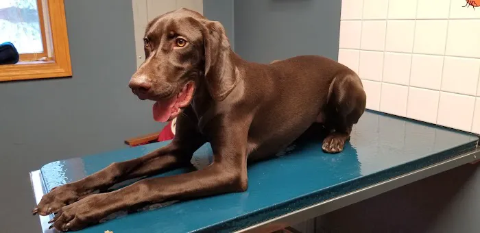 VCA Blackstone Valley Animal Hospital Picture 9