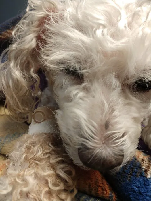 VCA Blackstone Valley Animal Hospital Picture 2