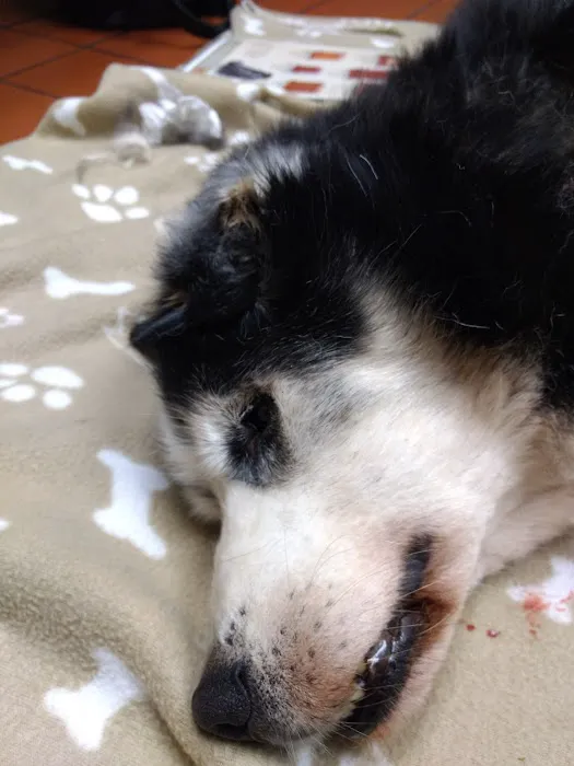 VCA Blackstone Valley Animal Hospital Picture 3