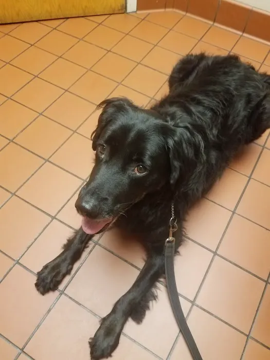 VCA Blackstone Valley Animal Hospital Picture 8