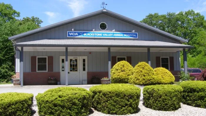 VCA Blackstone Valley Animal Hospital Picture 6