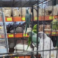 Rigos petshop ico
