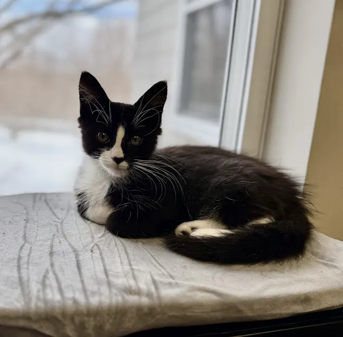 Baystate Mobile Veterinary Services Picture 10