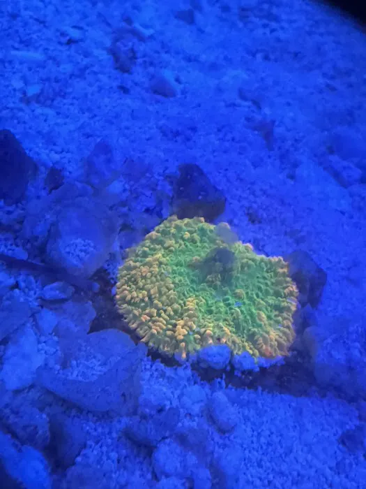 Dreamscape Aquariums Picture 1