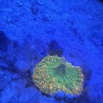 Dreamscape Aquariums