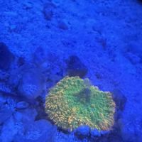 Dreamscape Aquariums ico