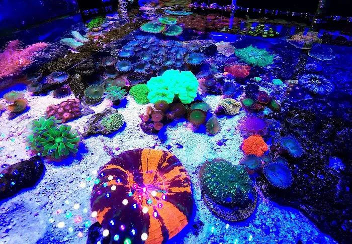 Dreamscape Aquariums Picture 5
