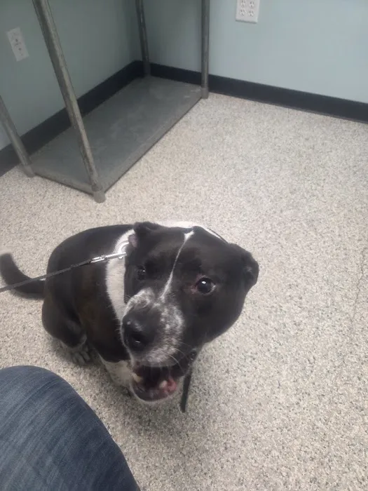 Second Chance Animal Services Community Veterinary Hospital Picture 9