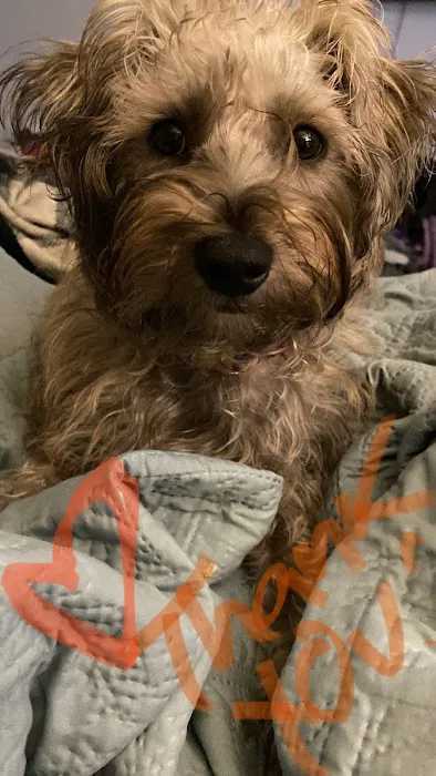 Second Chance Animal Services Community Veterinary Hospital Picture 4