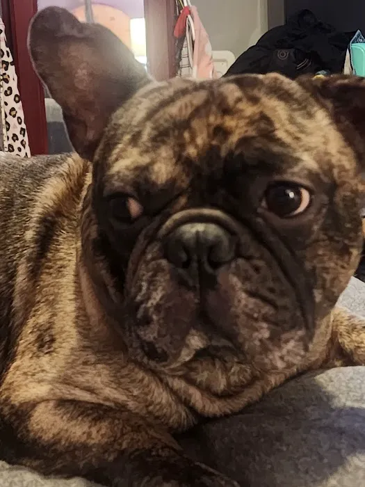 Second Chance Animal Services Community Veterinary Hospital Picture 7