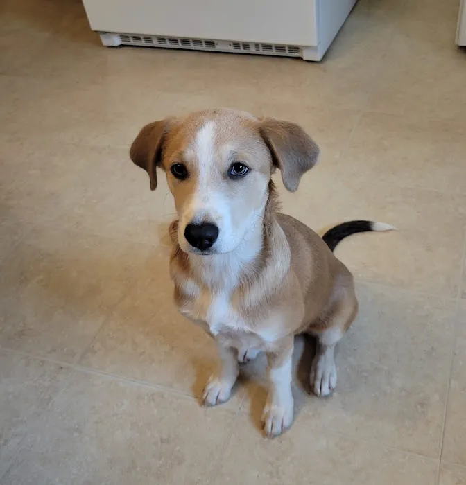 Second Chance Animal Services Community Veterinary Hospital Picture 2