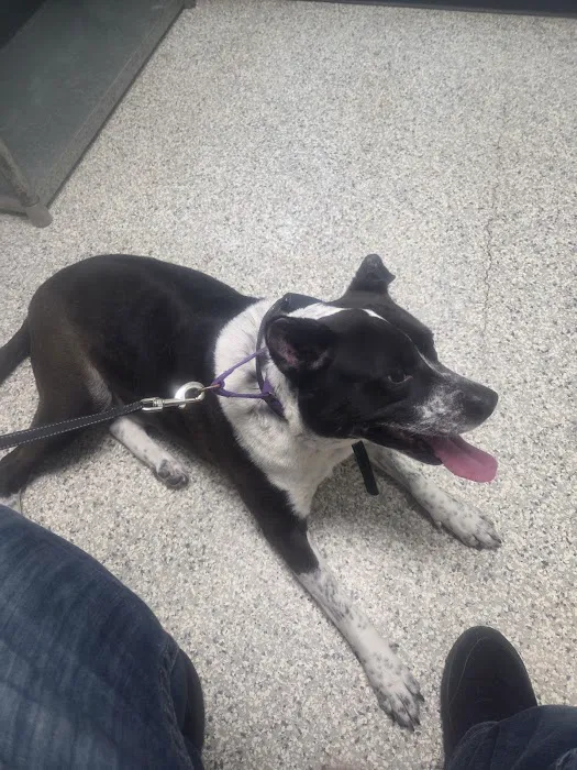 Second Chance Animal Services Community Veterinary Hospital Picture 3