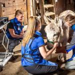 Equine Veterinary Services | EquidDoc Veterinary Services, LLC