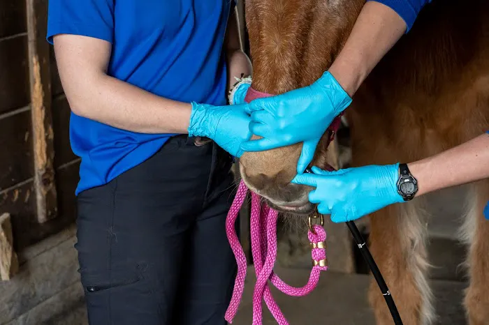 Equine Veterinary Services | EquidDoc Veterinary Services, LLC Picture 2