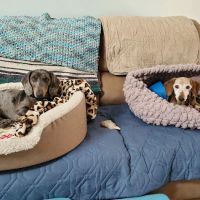 Pet Supermarket ico