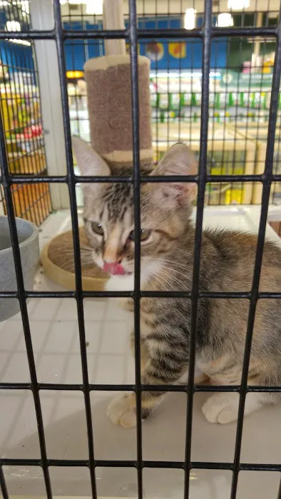 Pet Supermarket Picture 7