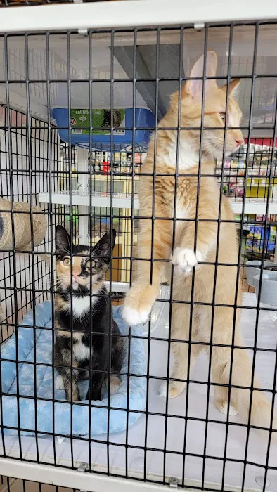 Pet Supermarket Picture 9