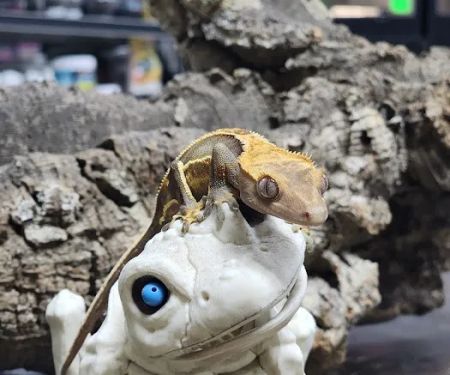 Agocs Exotics