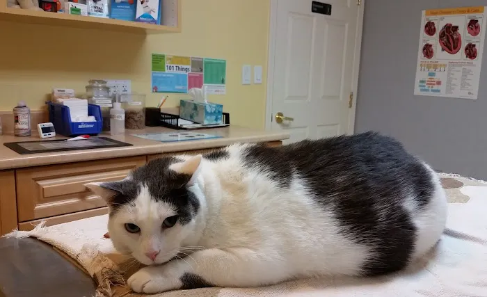 Boston Road Animal Clinic Picture 1