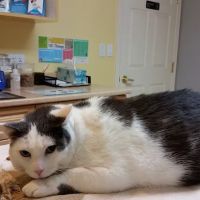 Boston Road Animal Clinic ico