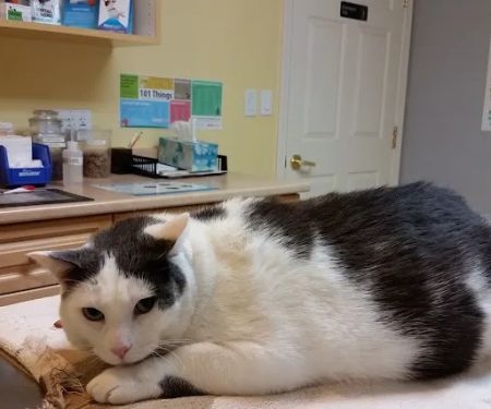 Boston Road Animal Clinic