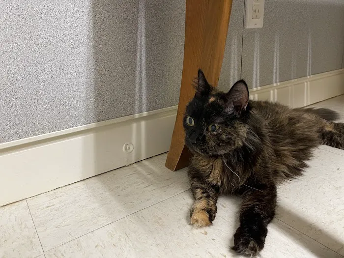 Boston Road Animal Clinic Picture 5