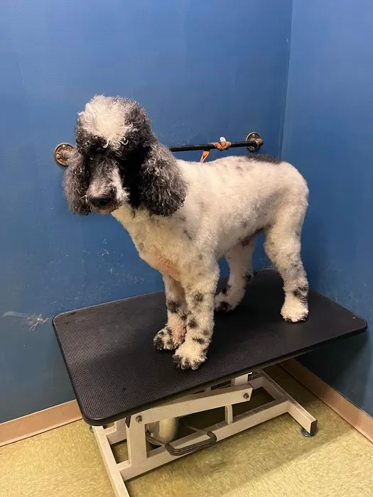 Boston Road Animal Clinic Picture 7
