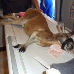 Companion MRI (CICNE)