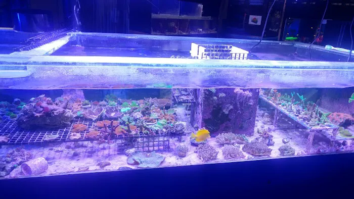 Aquarium & Reef Center Picture 5