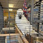 CAPE CORAL PETSHOP