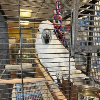 CAPE CORAL PETSHOP ico