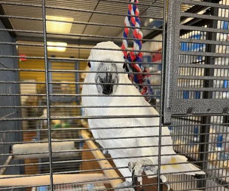 CAPE CORAL PETSHOP