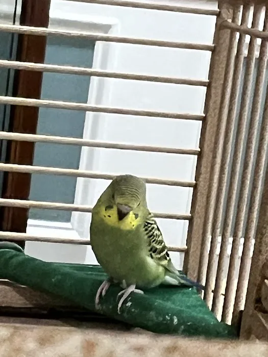 CAPE CORAL PETSHOP Picture 4