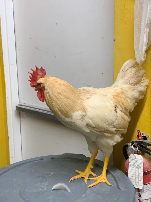 CAPE CORAL PETSHOP Picture 7