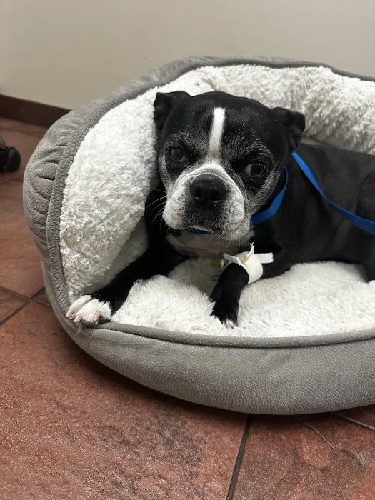 VCA Veterinary Specialists of CT Picture 3