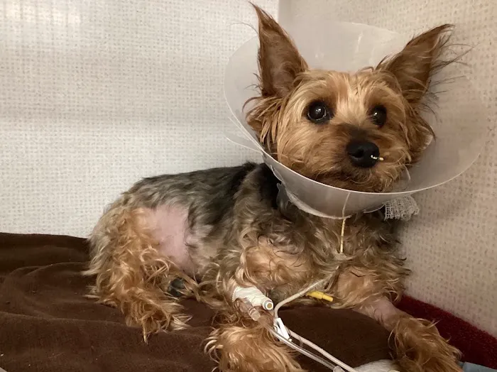 VCA Veterinary Specialists of CT Picture 1