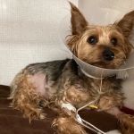 VCA Veterinary Specialists of CT