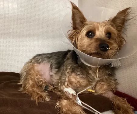 VCA Veterinary Specialists of CT