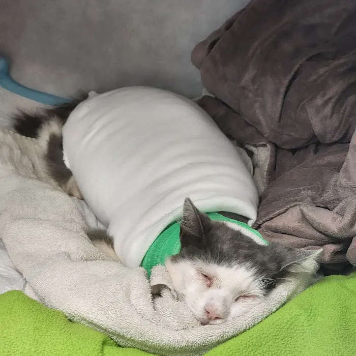 VCA Veterinary Specialists of CT Picture 4