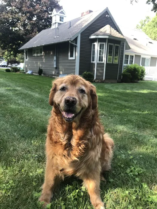 VCA Veterinary Specialists of CT Picture 5