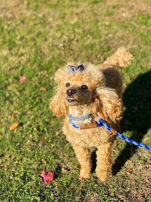 VCA Veterinary Specialists of CT Picture 8