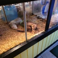 Discount Pets & Supplies ico